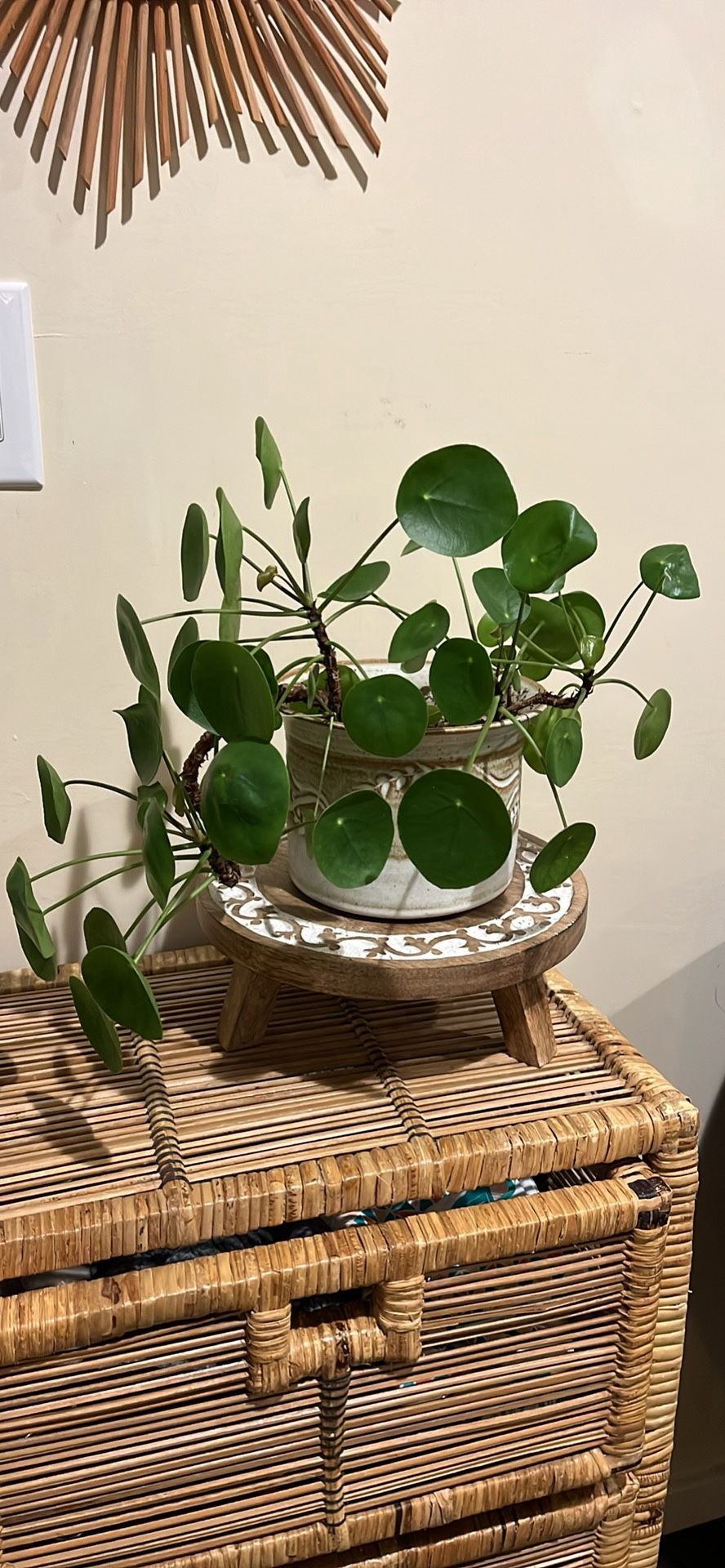 Chinese Money Plant In beautiful Handmade Ceramic 