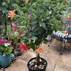 Braided Hibiscus Two Colors, Lollipop Tree