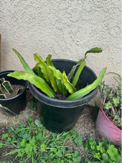 Rooted red dragon fruit plants