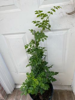 Cape honeysuckle