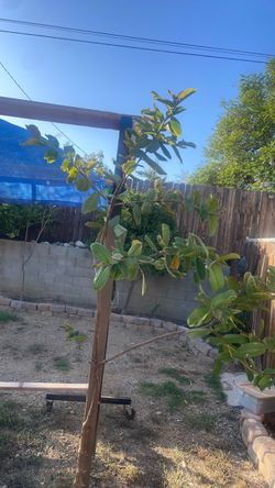 Guava tree