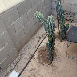 Montrose Cactus