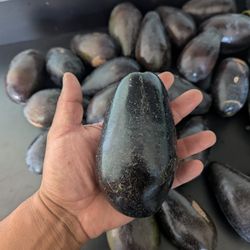 Aguacate Reed Liso 