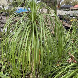 Ponytail palm tree 1.5  tall indoor outdoor