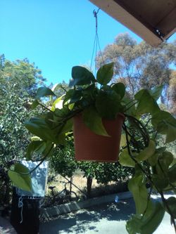 Plants
