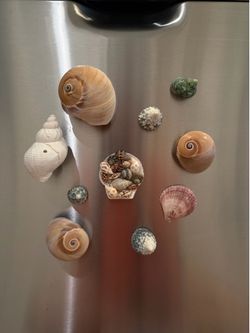 Seashell magnets