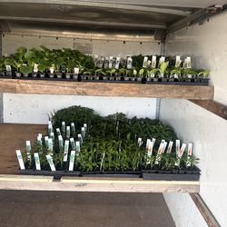 Pepers & Veggie Plants for sale / Matas de chiles y vegetales $7.00 each six pack