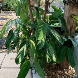 Easy to grow plants $5