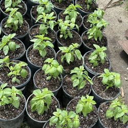 Basil Plants 🌱 🪴/ Plantas de Albarca 🪴🌱 $6.00 each 