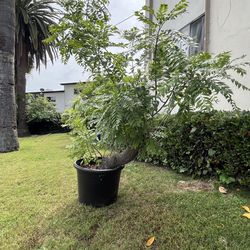 Jocote Corona o Ciruela Cuernavaqueña