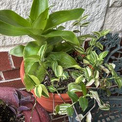 Maceta De Calashu Muy Bonito 