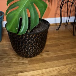 Monstera deliciosa, commonly known as a Swiss cheese plant 