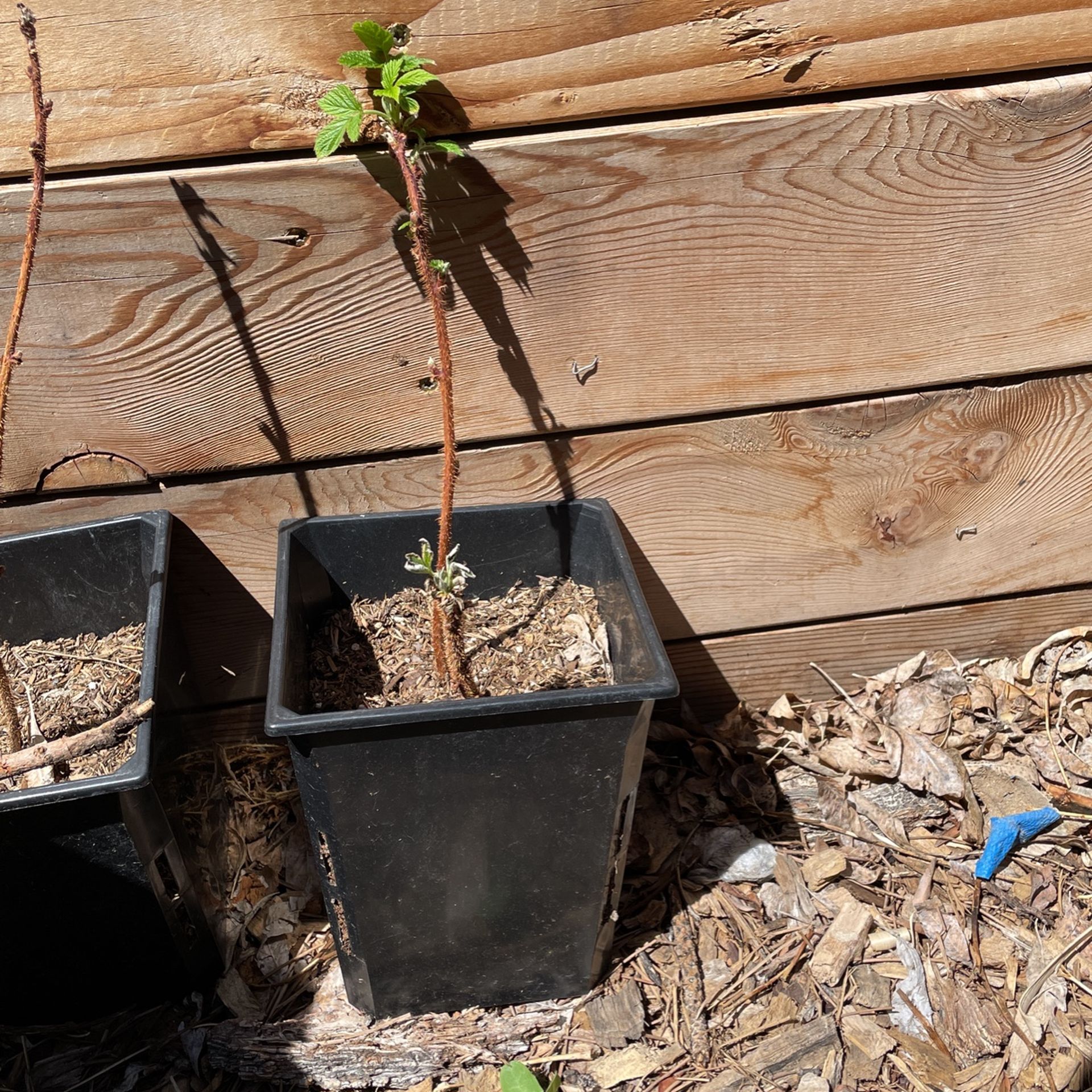 Raspberry Cane Plant