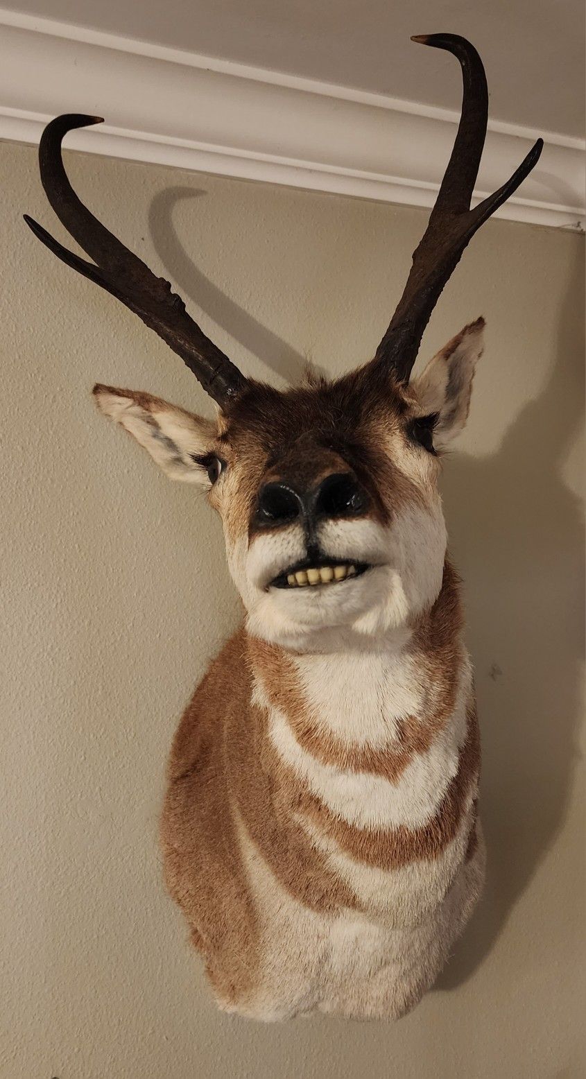 Pronghorn Deer Taxidermy