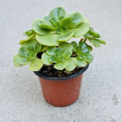 Succulents plants 🪴 