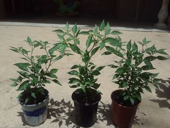pepper plant