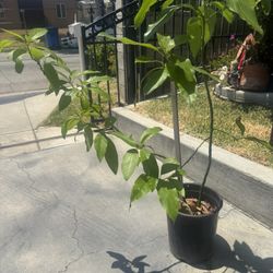 Avocado Trees , Apricot Tree