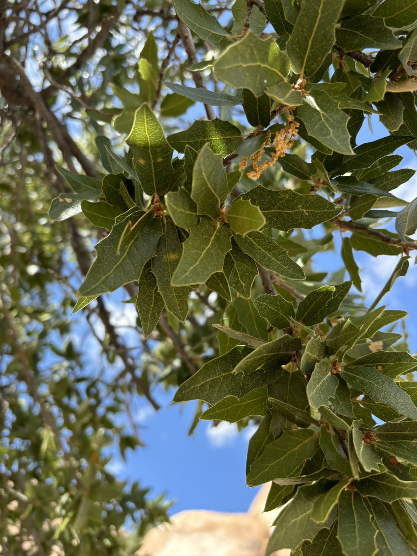 Tree And Palm Trimmer