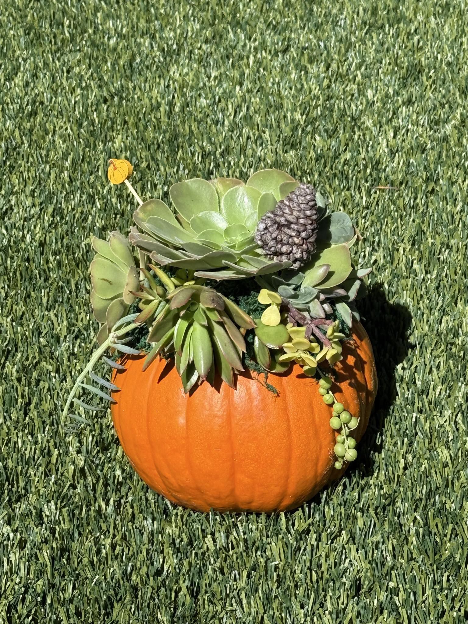 Succulent Pumpkin 5-6” - Murrieta