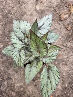 Begonia Rex Silver