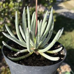 Rare Succulent