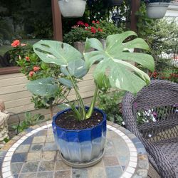Monstera Thai Constellation Ceramic Pot 