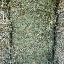 Alfalfa Hay 