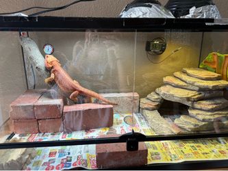 Lizard tanks and lights