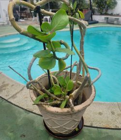 ORGANIC KALANCHOE CARNEA PLANT.