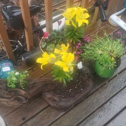 Mothers Day Plants And Gifts