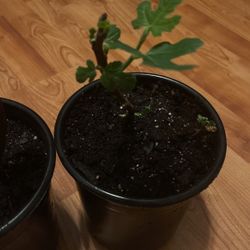 Chicago Hardy Fig  Tree  $20 Each 