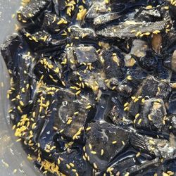 Yellow And Lilac Sprigtails