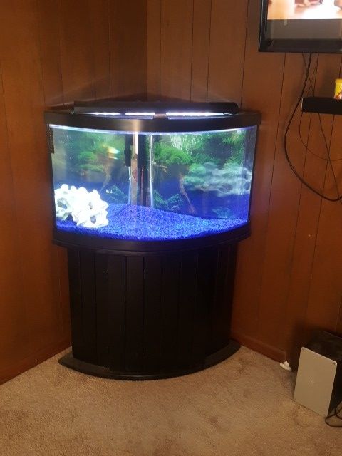 54 gallon corner bow front tank and stand