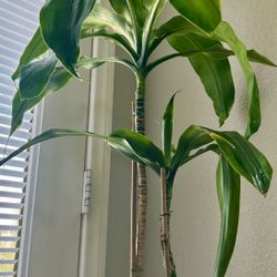 Dracaena / Corn Plant For Sale !!!!!
