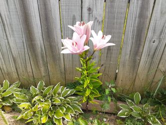 Flower sale from home garden. Price depends of flower.