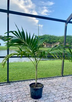 christmas palm adonidia merrillii (7 gallon)
