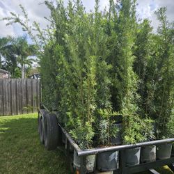 clusias podocarpus  Only  instant privacy  Hedge  for fences 