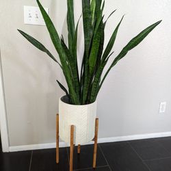 Large Snake Plant 