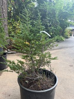 Contorted double-stem Alpine Hemlock —