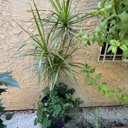 dracaena 