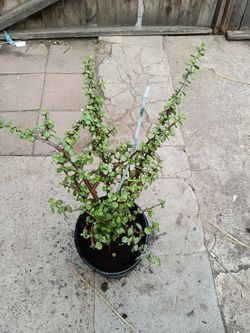 Elephant bush succulent plant