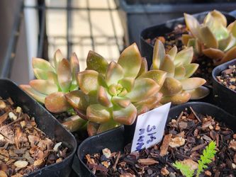 Succulents For Sale