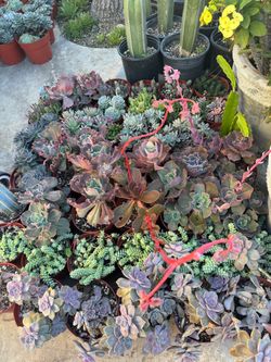 Succulent plants