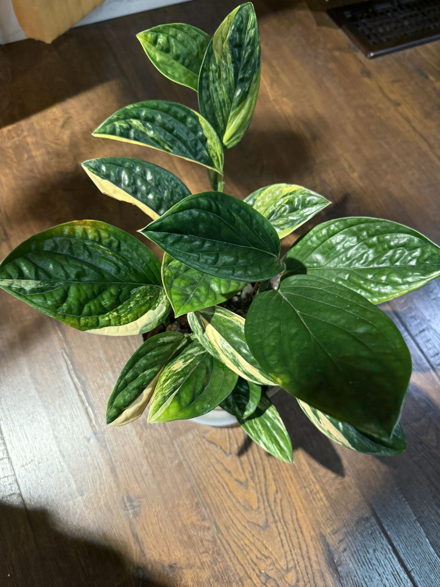 Houseplant Monstera Variegated Peru 5” Pot