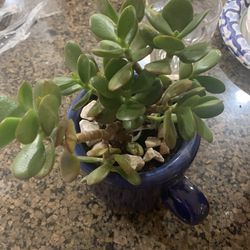 Succulent Plants Growing So Fast