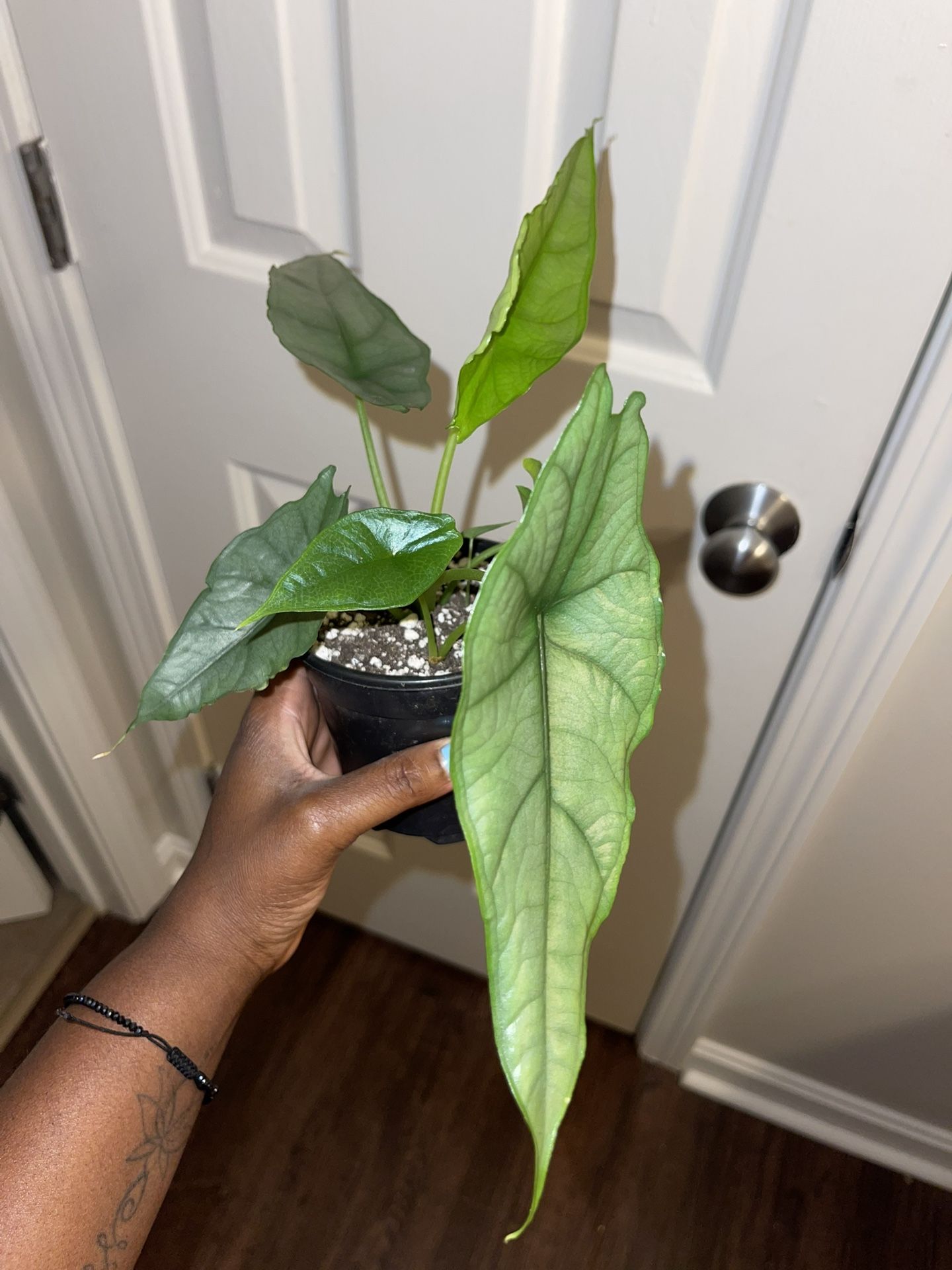 Alocasia Dragons Breath