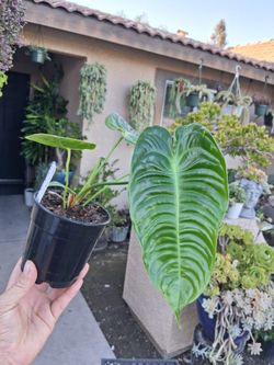 Anthurium Veitchii "The KING " Plant $43