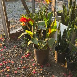 Plants