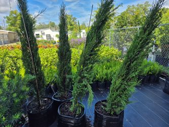 ITALIAN CYPRESS 15 GALLONS
