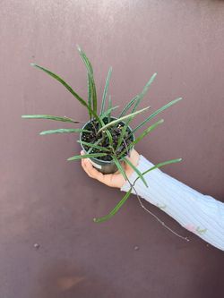 4” hoya insularis